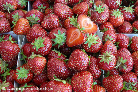 Fragaria ananassa 'Marketta'